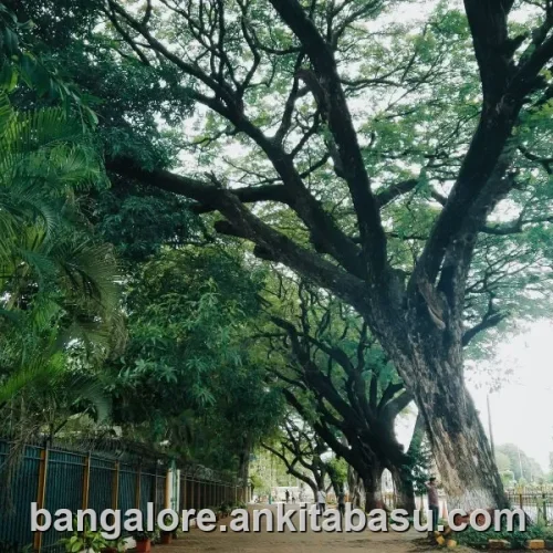Call girls in Indiranagar, Bangalore
