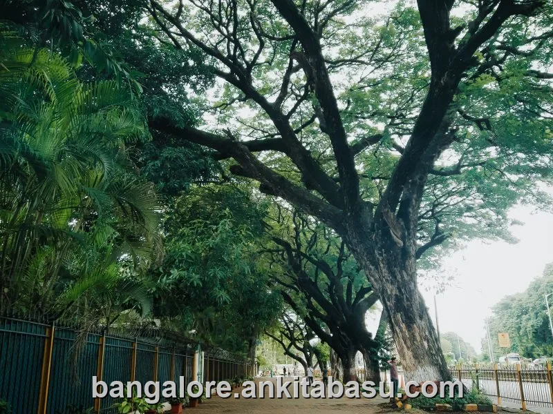 Call girls in Indiranagar, Bangalore